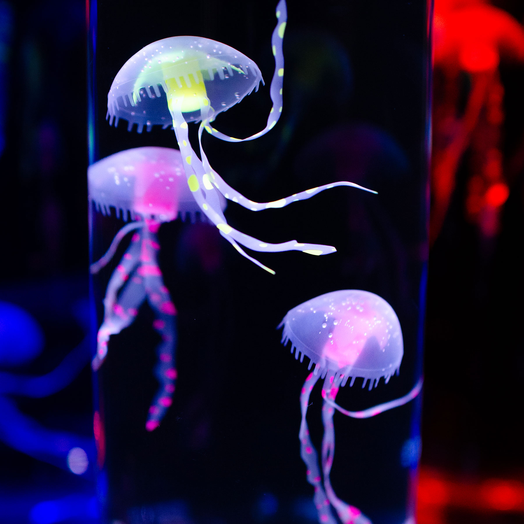 ジェリーフィッシュランプのある部屋