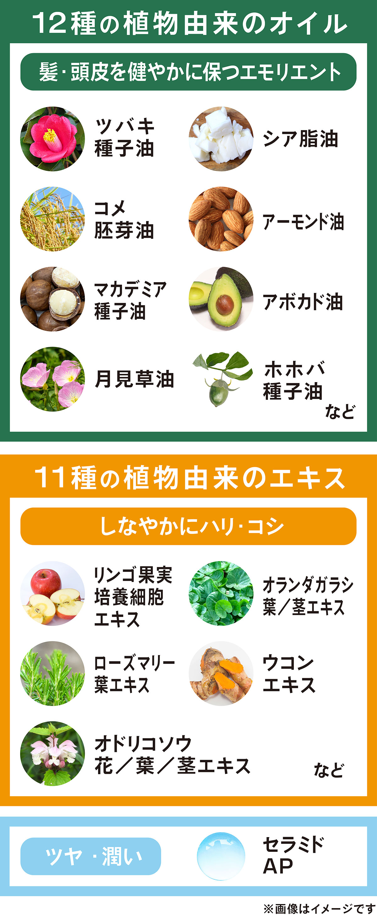 シラガネーゼ