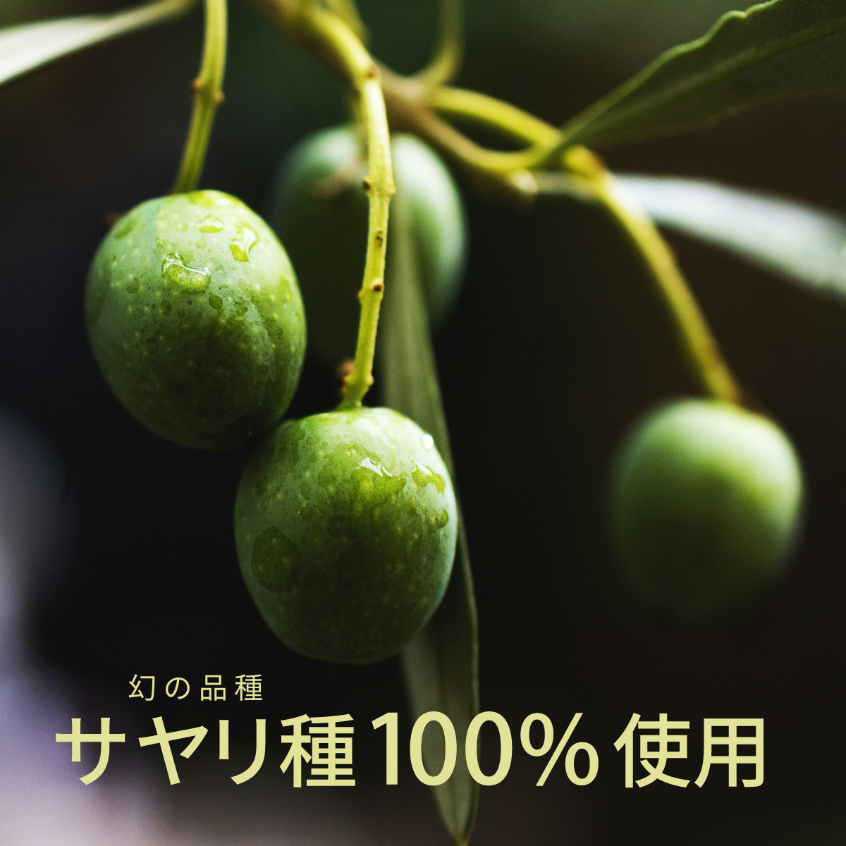 金賞受賞 NICHEN Typical エキストラバージンオリーブオイル250ml×12本セット