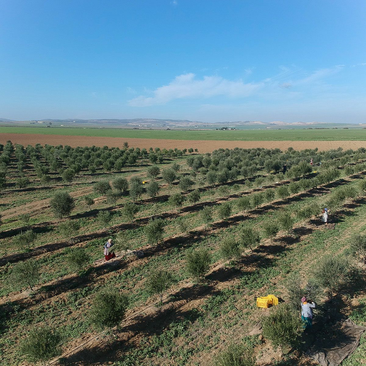 金賞受賞 NICHEN Typical エキストラバージンオリーブオイル250ml×12本セット