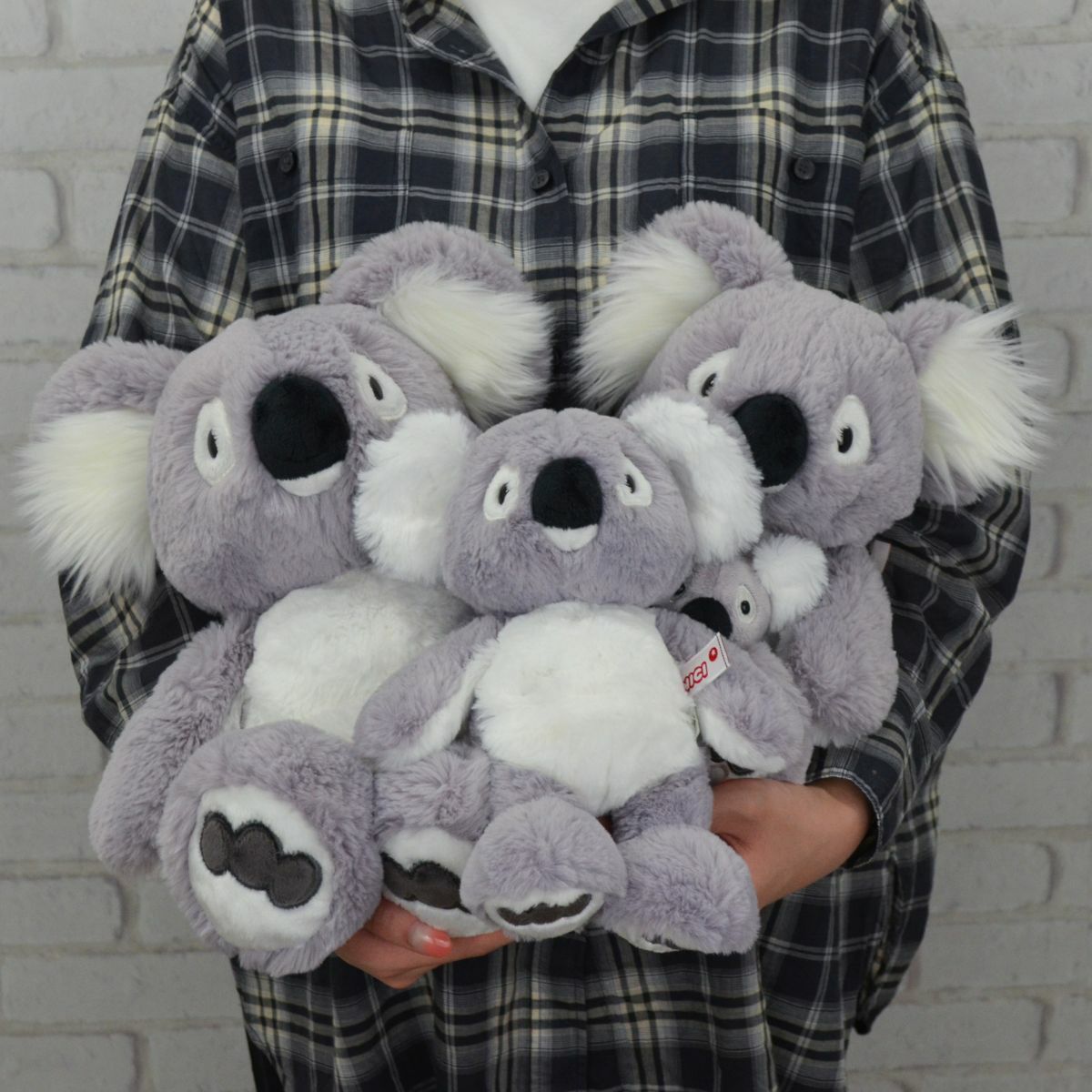 WF25 コアラ バリー ぬいぐるみ 25cm／NICI（ニキ） | entresquare.com